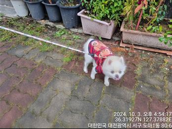 대전동물보호센터_430366202400516